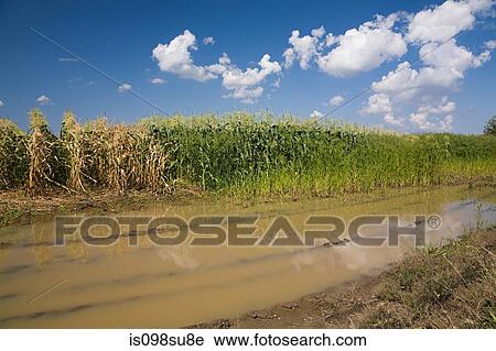 Flooded field View Large Photo Image Stock Image - Flooded field. Fotosearch