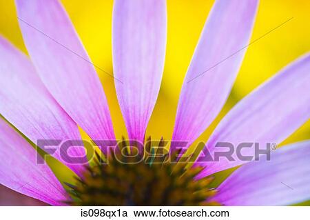 Stock Image - Flower close up. Fotosearch
