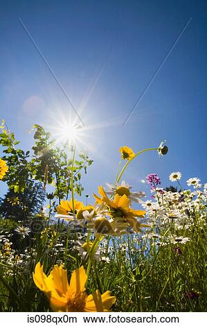 Flowers in sunlight View Large Photo Image Picture - Flowers in sunlight. Fotosearch