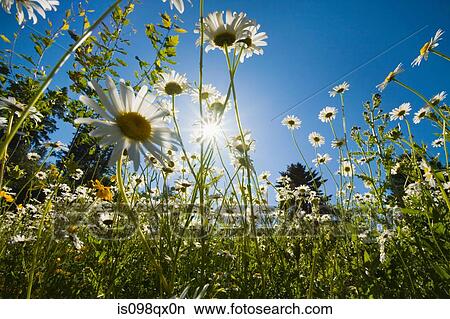 Flowers in sunlight View Large Photo Image Picture - Flowers in sunlight. Fotosearch