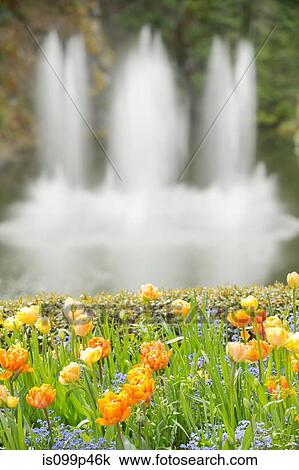 Flowers with fountain in background View Large Photo Image Stock Image - Flowers with fountain in background. Fotosearch
