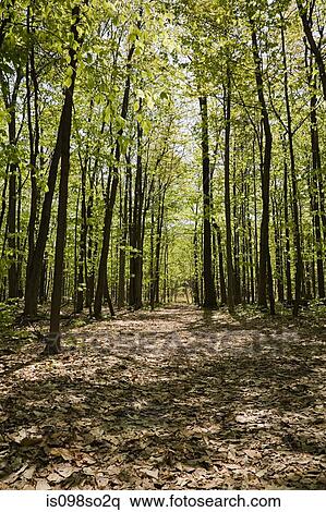 Forest in spring View Large Photo Image Stock Photography - Forest in spring. Fotosearch