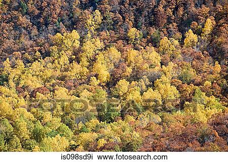 Forest in virginia View Large Photo Image Stock Image - Forest in virginia. Fotosearch
