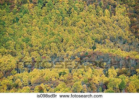 Forest in virginia View Large Photo Image Stock Photography - Forest in virginia. Fotosearch