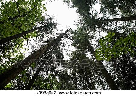 Stock Image - Forest. Fotosearch