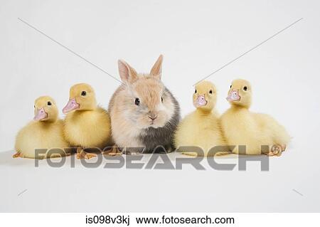 Stock Image - Four ducklings and rabbit, studio shot. Fotosearch