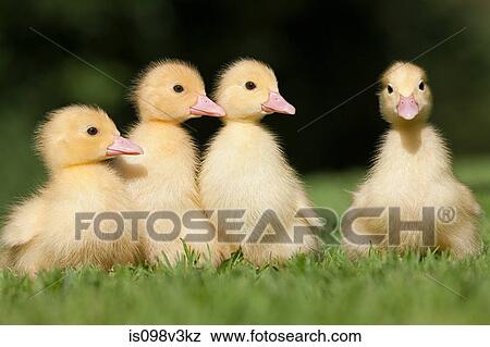 Stock Photo - Four ducklings on grass. Fotosearch