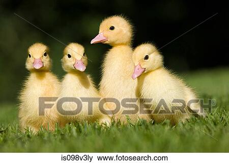Four ducklings on grass View Large Photo Image Stock Photo - Four ducklings on grass. Fotosearch