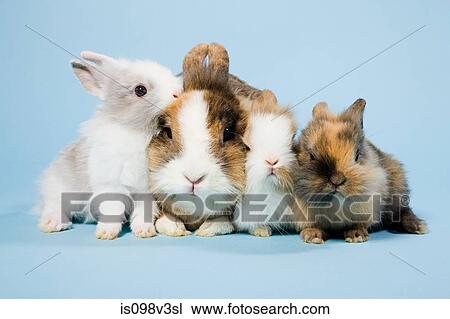Four rabbits, studio shot View Large Photo Image Stock Image - Four rabbits, studio shot. Fotosearch