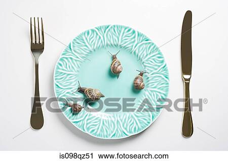 Stock Image - Four snails on a plate. Fotosearch