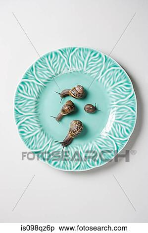 Four snails on a plate View Large Photo Image Stock Photography - Four snails on a plate. Fotosearch