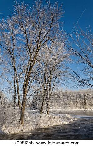Frost covered trees and frozen mille iles river View Large Photo Image Stock Image - Frost covered trees and frozen mille iles river. Fotosearch
