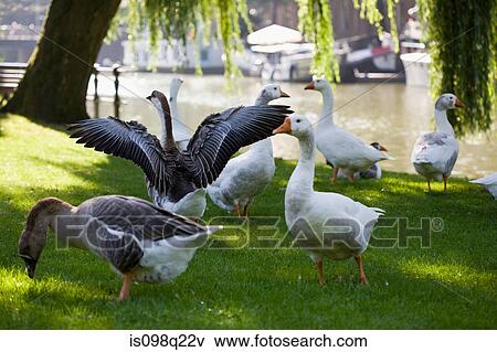 Stock Photo - Geese by canal in amsterdam. Fotosearch