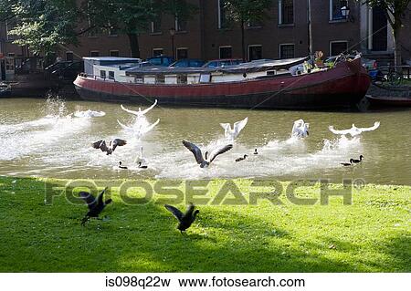 Geese on canal in amsterdam View Large Photo Image Stock Photo - Geese on canal in amsterdam. Fotosearch