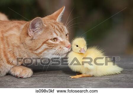 Ginger cat and duckling View Large Photo Image Stock Image - Ginger cat and duckling. Fotosearch