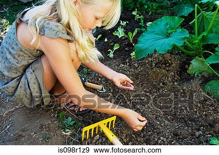 Girl planting seeds View Large Photo Image Stock Photo - Girl planting seeds. Fotosearch