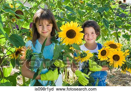 Girls and sunflowers View Large Photo Image Stock Image - Girls and sunflowers. Fotosearch
