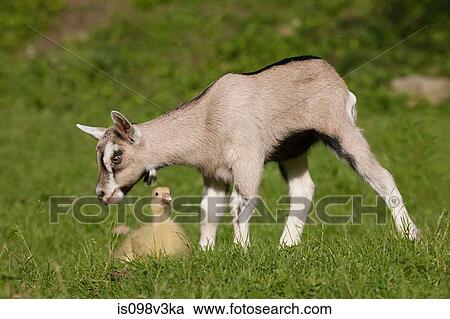 Goat kid and gosling View Large Photo Image Stock Image - Goat kid and gosling. Fotosearch