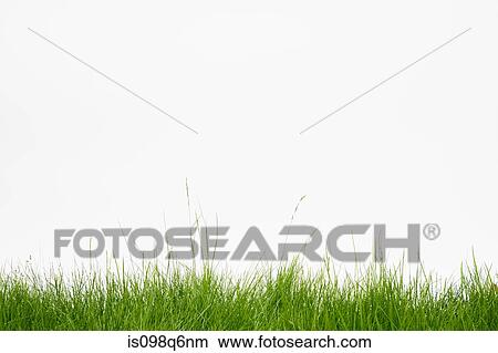 Picture - Grass. Fotosearch