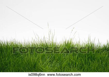 Picture - Grass. Fotosearch