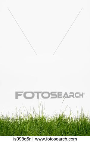 Stock Image - Grass. Fotosearch