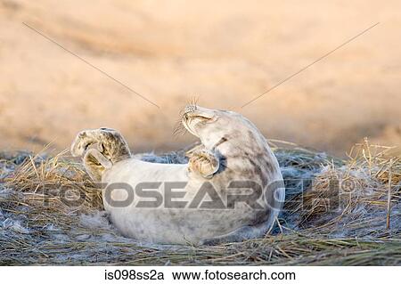 Grey seal pup, Donna Nook, Lincolnshire View Large Photo Image Stock Image - Grey seal pup, Donna Nook, Lincolnshire. Fotosearch