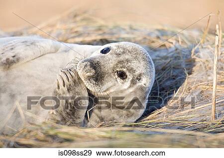 Grey seal pup, Donna Nook, Lincolnshire View Large Photo Image Stock Photo - Grey seal pup, Donna Nook, Lincolnshire. Fotosearch