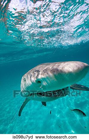 Grinning Lemon Shark View Large Photo Image Stock Image - Grinning Lemon Shark. Fotosearch
