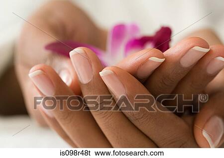 Hands holding a flower View Large Photo Image Stock Photograph - Hands holding a flower. Fotosearch