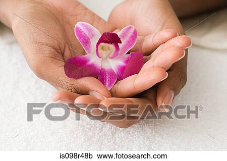 Hands holding an orchid View Large Photo Image Stock Image - Hands holding an orchid. Fotosearch