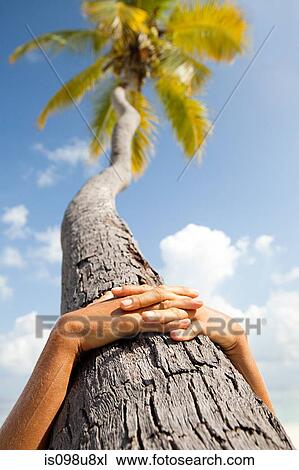 Hands together on palm tree, Maadaugalla Island, North Huvadhu Atoll, Maldives View Large Photo Image Stock Image - Hands together on palm tree, Maadaugalla Island, North Huvadhu Atoll, Maldives. Fotosearch
