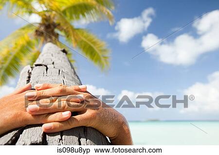 Hands together on palm tree, Maadaugalla Island, North Huvadhu Atoll, Maldives View Large Photo Image Stock Photography - Hands together on palm tree, Maadaugalla Island, North Huvadhu Atoll, Maldives. Fotosearch