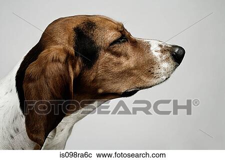 Stock Image - Head of basset hound. Fotosearch