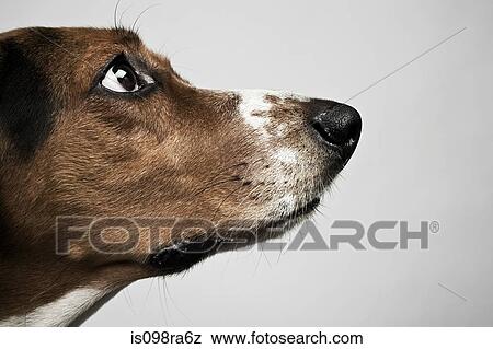Head of basset hound View Large Photo Image Stock Photo - Head of basset hound. Fotosearch