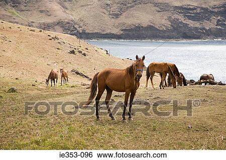 Horses on ua huka View Large Photo Image Stock Photograph - Horses on ua huka. Fotosearch