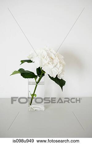 Hydrangea in a vase View Large Photo Image Stock Photo - Hydrangea in a vase. Fotosearch
