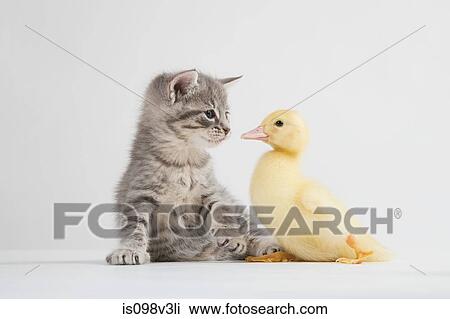 Kitten and duckling face to face, studio shot View Large Photo Image Stock Image - Kitten and duckling face to face, studio shot. Fotosearch