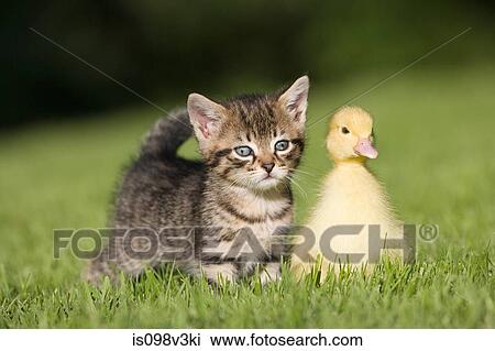 Kitten and duckling on grass View Large Photo Image Stock Image - Kitten and duckling on grass. Fotosearch