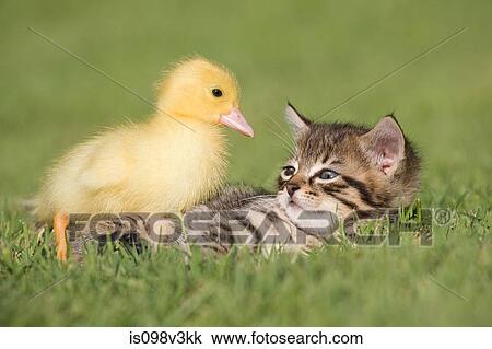 Kitten and duckling on grass View Large Photo Image Stock Image - Kitten and duckling on grass. Fotosearch