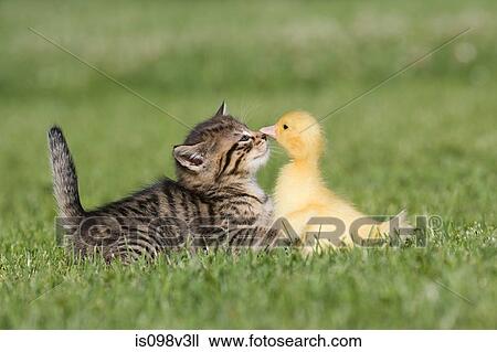 Stock Image - Kitten and duckling on grass. Fotosearch