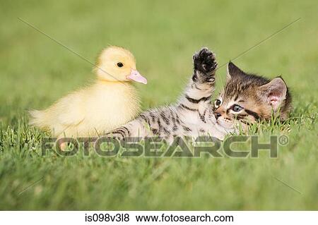Kitten and duckling on grass View Large Photo Image Stock Photo - Kitten and duckling on grass. Fotosearch