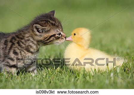 Kitten and duckling on grass View Large Photo Image Stock Photograph - Kitten and duckling on grass. Fotosearch