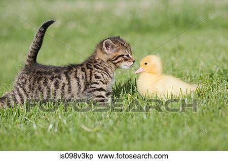 Stock Photography - Kitten and duckling on grass. Fotosearch