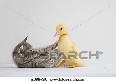 Kitten and duckling, studio shot View Large Photo Image Stock Image - Kitten and duckling, studio shot. Fotosearch