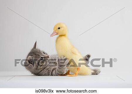 Stock Photo - Kitten and duckling, studio shot. Fotosearch