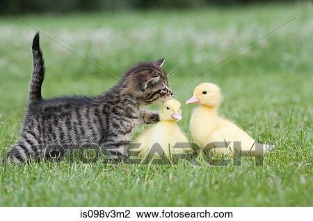 Stock Image - Kitten and two ducklings on grass. Fotosearch