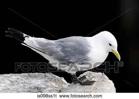 Kittiwake View Large Photo Image Stock Photograph - Kittiwake. Fotosearch