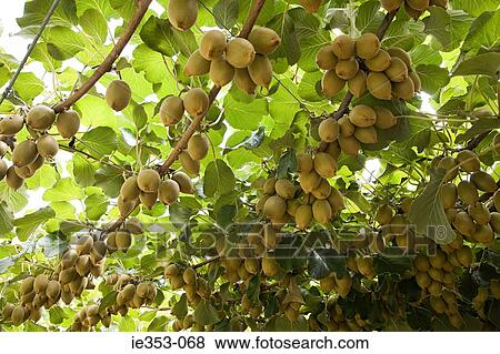 Kiwi farm View Large Photo Image Stock Photo - Kiwi farm. Fotosearch