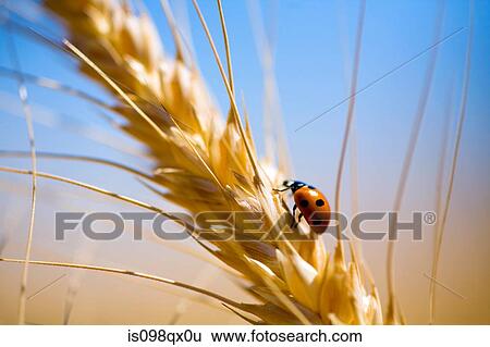 Ladybird on wheat plant View Large Photo Image Stock Photograph - Ladybird on wheat plant. Fotosearch