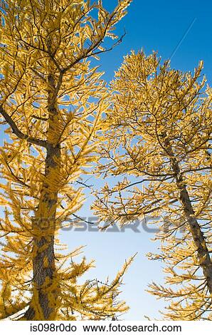 Larch trees View Large Photo Image Picture - Larch trees. Fotosearch